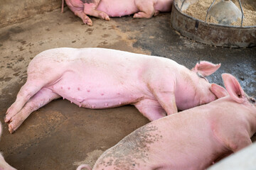 Pig farm in swine business in tidy and clean indoor housing farm, with pig mother feeding piglet