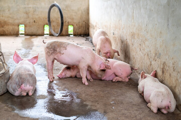 Pig farm in swine business in tidy and clean indoor housing farm, with pig mother feeding piglet