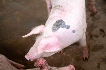 Pig farm in swine business in tidy and clean indoor housing farm, with pig mother feeding piglet