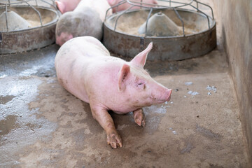 Pig farm in swine business in tidy and clean indoor housing farm, with pig mother feeding piglet