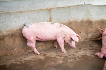 Pig farm in swine business in tidy and clean indoor housing farm, with pig mother feeding piglet