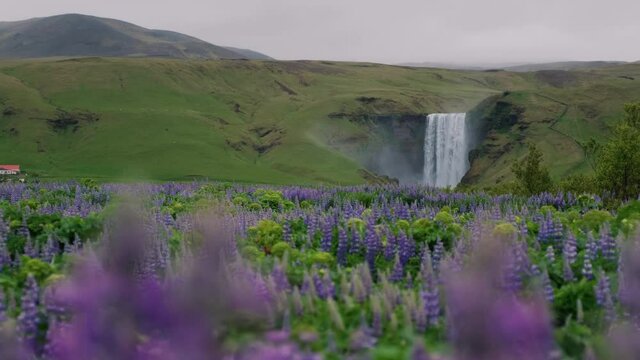 Static Shot Of The Majestic Skogafoss Waterfall Through Lupine Field In South Iceland At Springtime. handheld
