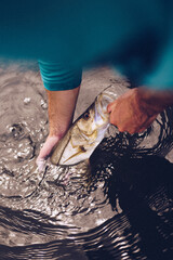 Snook fish being pulled out of water 