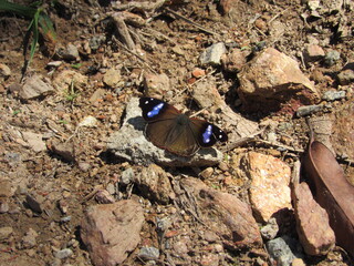 butterfly on the ground
