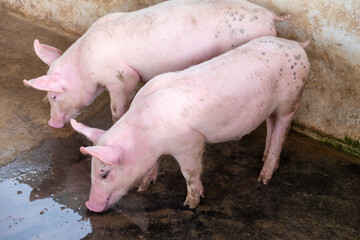 Pig farm in swine business in tidy and clean indoor housing farm, with pig mother feeding piglet