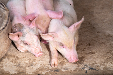 Pig farm in swine business in tidy and clean indoor housing farm, with pig mother feeding piglet