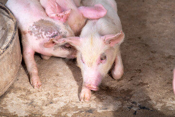 Pig farm in swine business in tidy and clean indoor housing farm, with pig mother feeding piglet