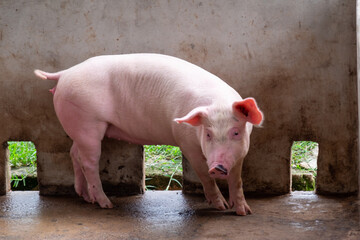 Pig farm in swine business in tidy and clean indoor housing farm, with pig mother feeding piglet