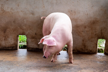 Pig farm in swine business in tidy and clean indoor housing farm, with pig mother feeding piglet