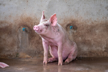 Pig farm in swine business in tidy and clean indoor housing farm, with pig mother feeding piglet