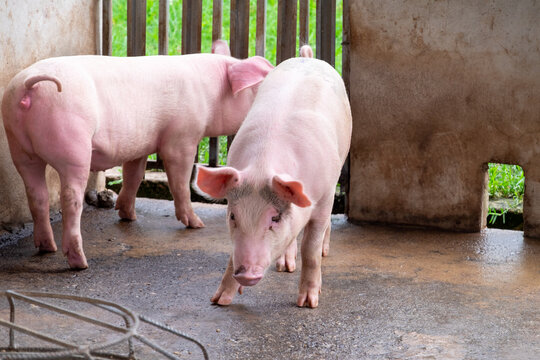 Pig farm in swine business in tidy and clean indoor housing farm, with pig mother feeding piglet