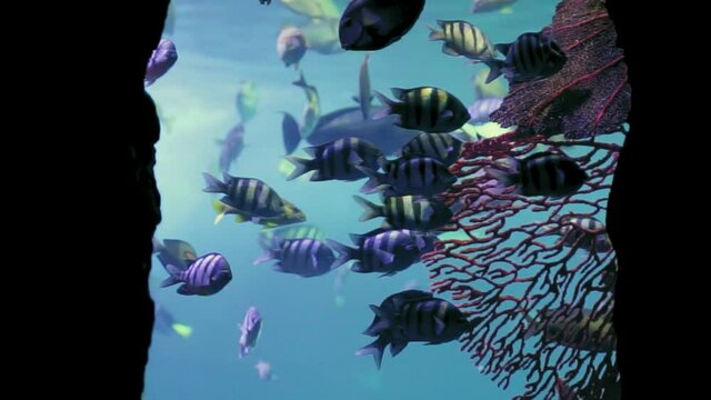 Variety of Sea life through a cave entrance swimming in blue water