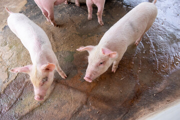 Pig farm in swine business in tidy and clean indoor housing farm, with pig mother feeding piglet