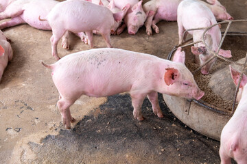 Pig farm in swine business in tidy and clean indoor housing farm, with pig mother feeding piglet