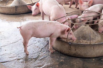 Pig farm in swine business in tidy and clean indoor housing farm, with pig mother feeding piglet