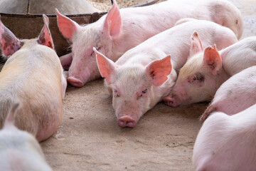 Pig farm in swine business in tidy and clean indoor housing farm, with pig mother feeding piglet