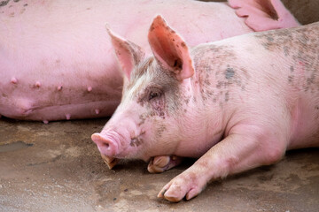 Pig farm in swine business in tidy and clean indoor housing farm, with pig mother feeding piglet