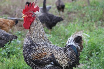 
Lush crested rooster scatters in a yard in search of food