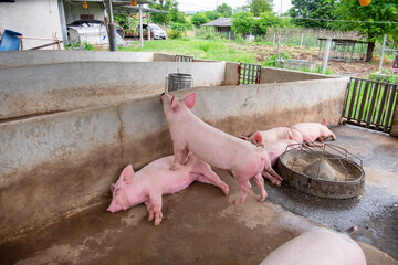Pig farm in swine business in tidy and clean indoor housing farm, with pig mother feeding piglet