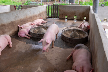 Pig farm in swine business in tidy and clean indoor housing farm, with pig mother feeding piglet
