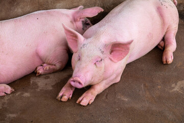 Pig farm in swine business in tidy and clean indoor housing farm, with pig mother feeding piglet