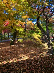 京都の秋
