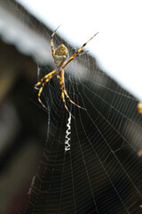 spider on the web