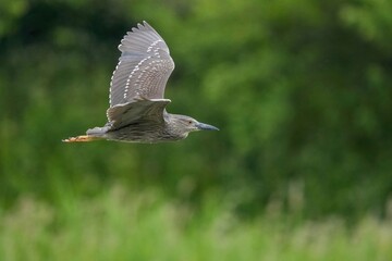 グリーンバックに優雅に飛ぶホシゴイ（ゴイサギ幼鳥）