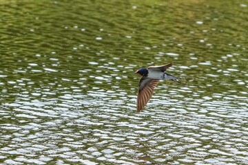 緑の水面をバックにさっそうと飛ぶツバメ