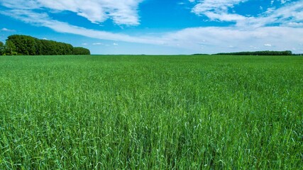 Obraz premium Green field and blue sky with colorful clouds.