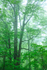 green forest in the morning