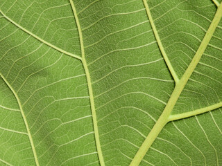 close up vein of green teak leaf texture