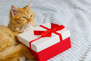 Ginger cat with gift box on a bed