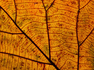 yellow autumn teak leaf texture