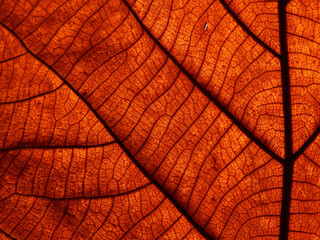 close up brown leaf texture, autumn background