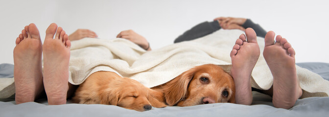 Funny family portrait of new puppy old dog and owners feet
