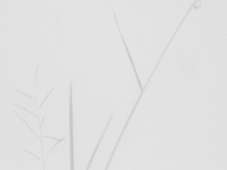 shadow of grass on white wall background