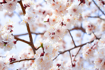 Cherry blossom branch in the park on a sunny spring day. Bokeh, selective soft focus, blurred effect.