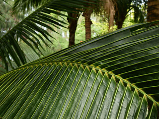 green coconut leaf in the garden
