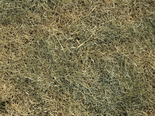 dry grass on the ground texture