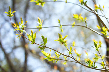 Young spring shoots with new leaves against a blue sky on a sunny day. Background from young fresh leaves. Development of tree shoots in spring. A specially defocused photoSelective focus