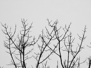 dry branch of tree black and white style