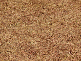brown drying grass on the ground texture