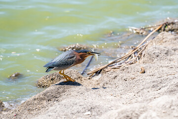 Green heron (Butorides striatus) caught a small fish.