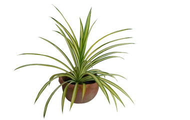 Green tree  and flowers in pots decoration isolated. on white background.