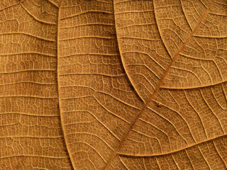 dry brown leaf texture ( teak leaf )