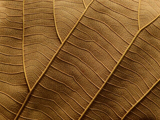 close up dry brown leaf texture ( teak leaf )