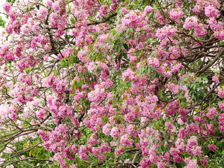 Obraz premium Pink trumpet tree (Tabebuia rosea), The beauty of pink flowers that are blooming at season