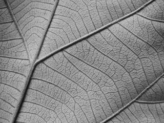 Obraz premium close up black and white leaf texture