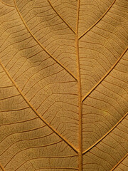 close up brown leaf texture